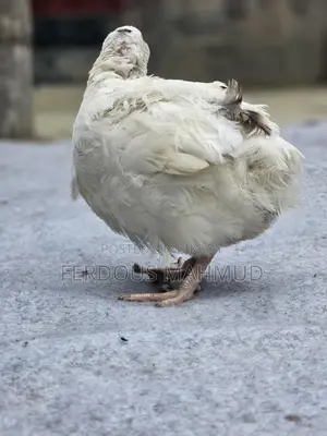 European Giant Cotnix