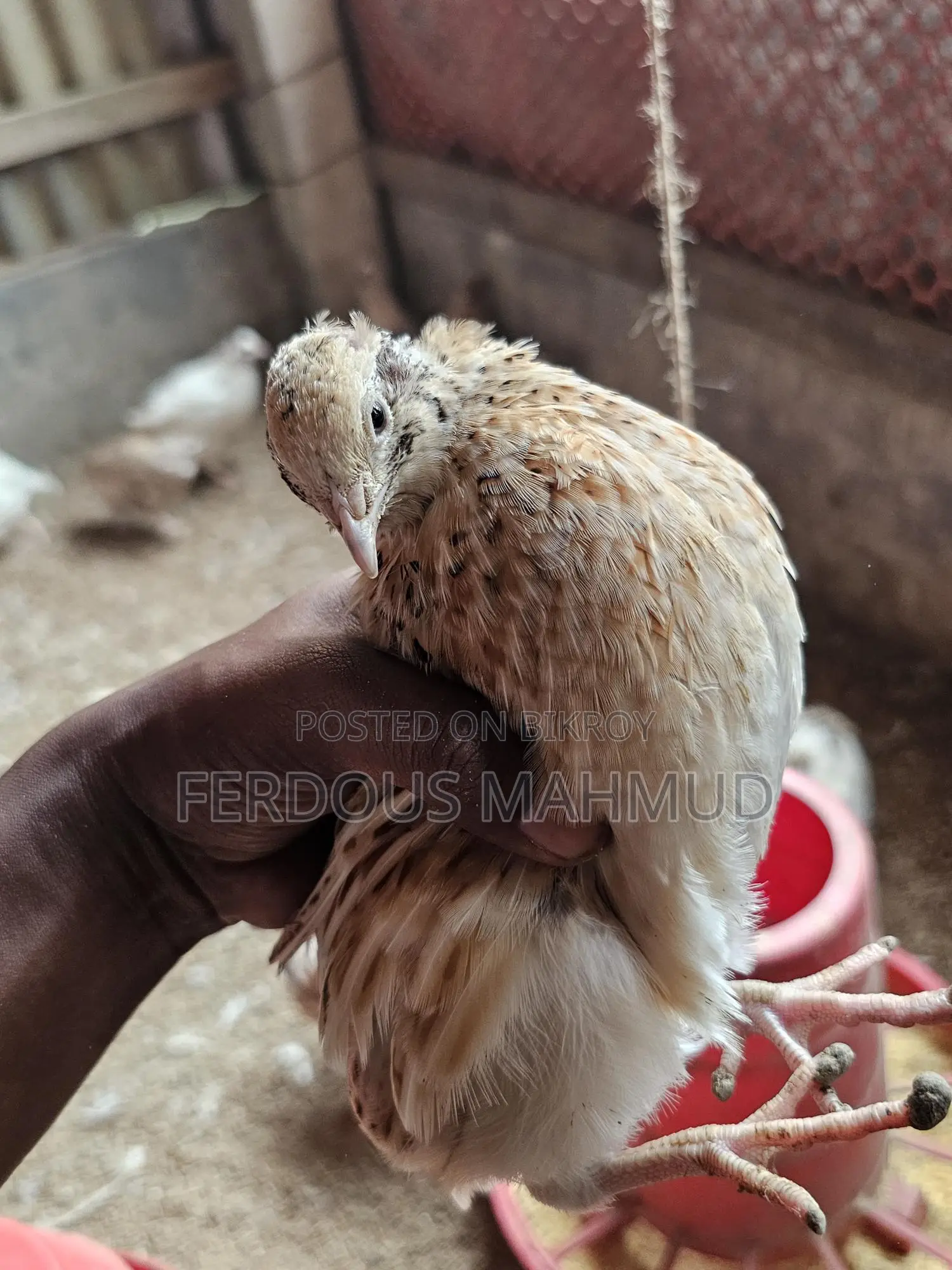 European Giant Cotnix