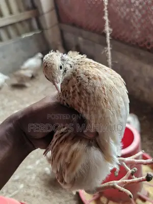 European Giant Cotnix