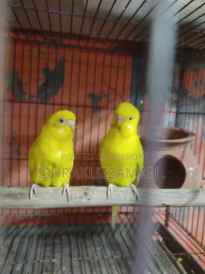 লুটিনো বাজিগর রানিং