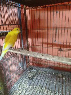 লুটিনো বাজিগর রানিং
