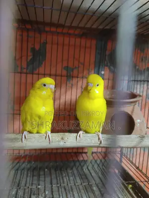 লুটিনো বাজিগর রানিং