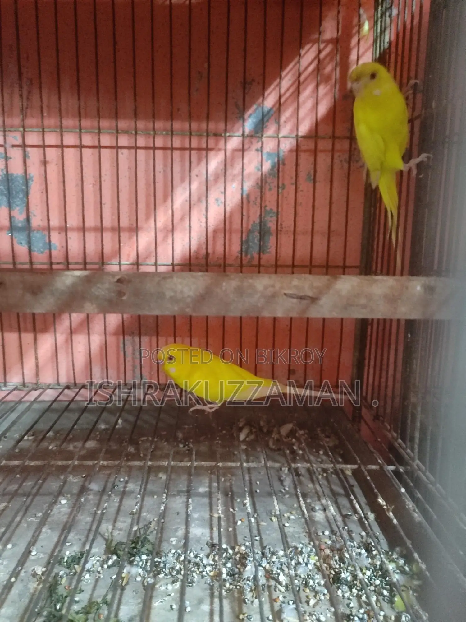 লুটিনো বাজিগর রানিং