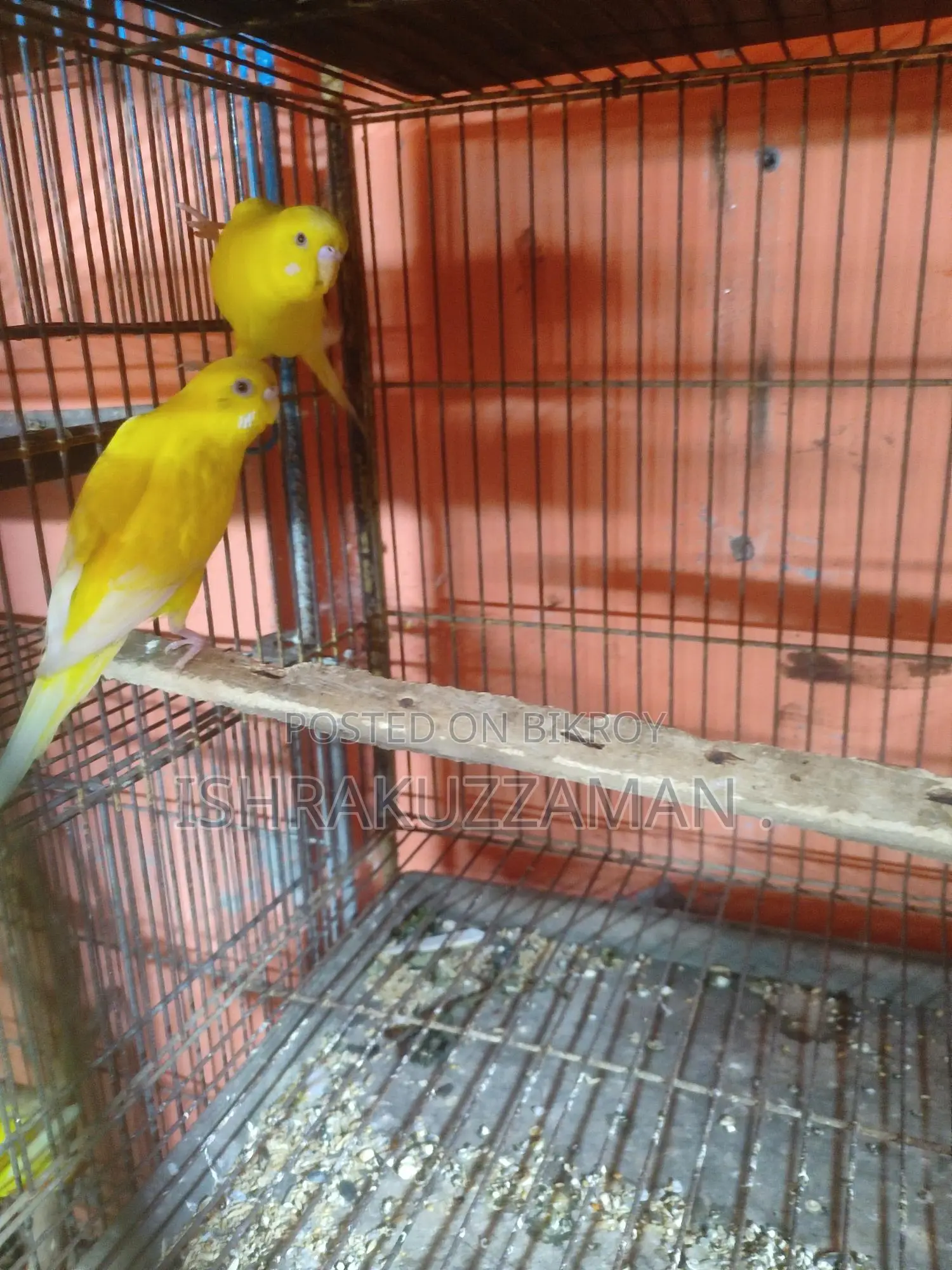 লুটিনো বাজিগর রানিং