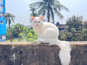 ১+ বছরের পুরুষ বিশুদ্ধ পার্সিয়ান বিড়াল