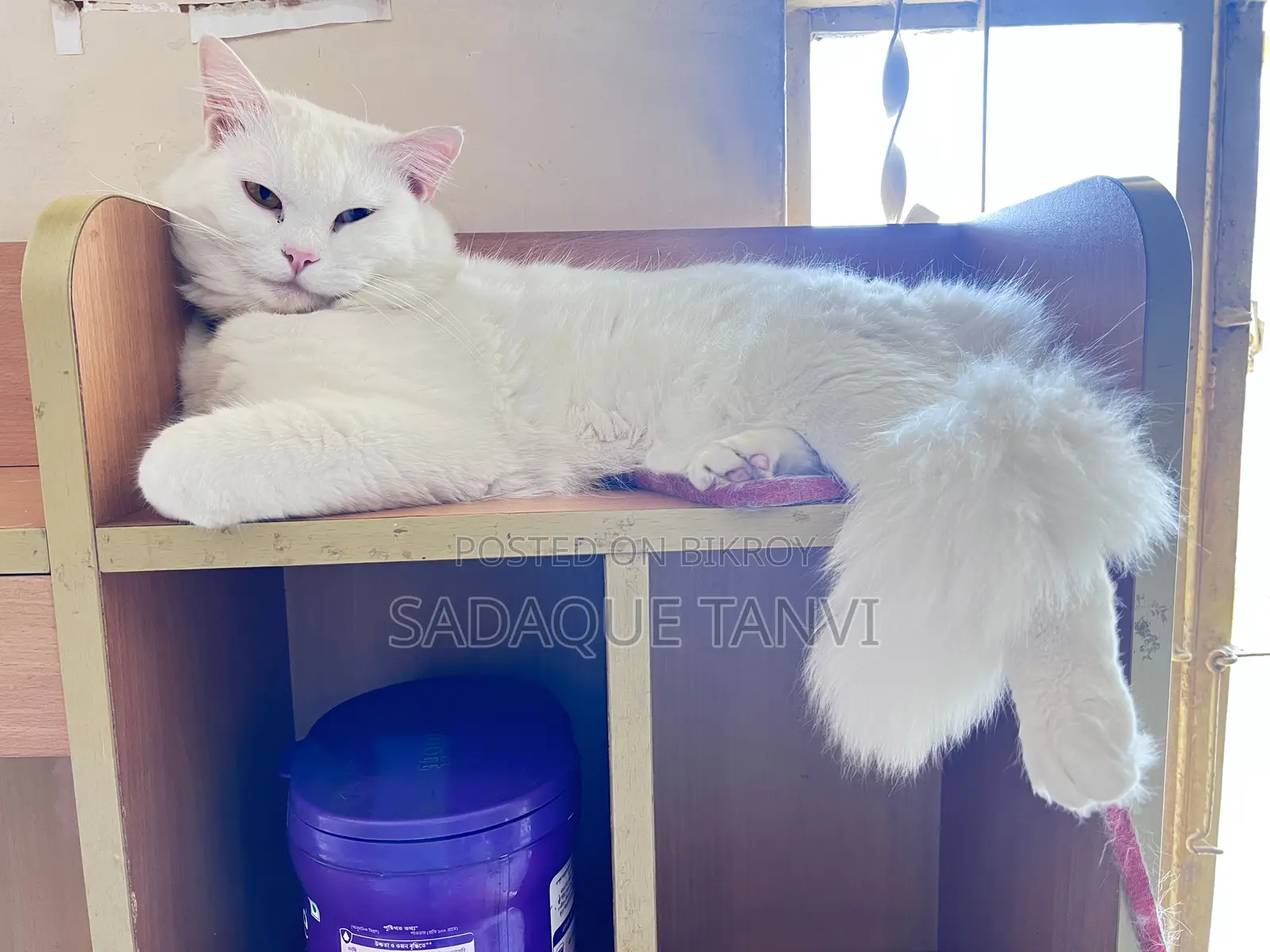 1+ year Male Purebred Persian