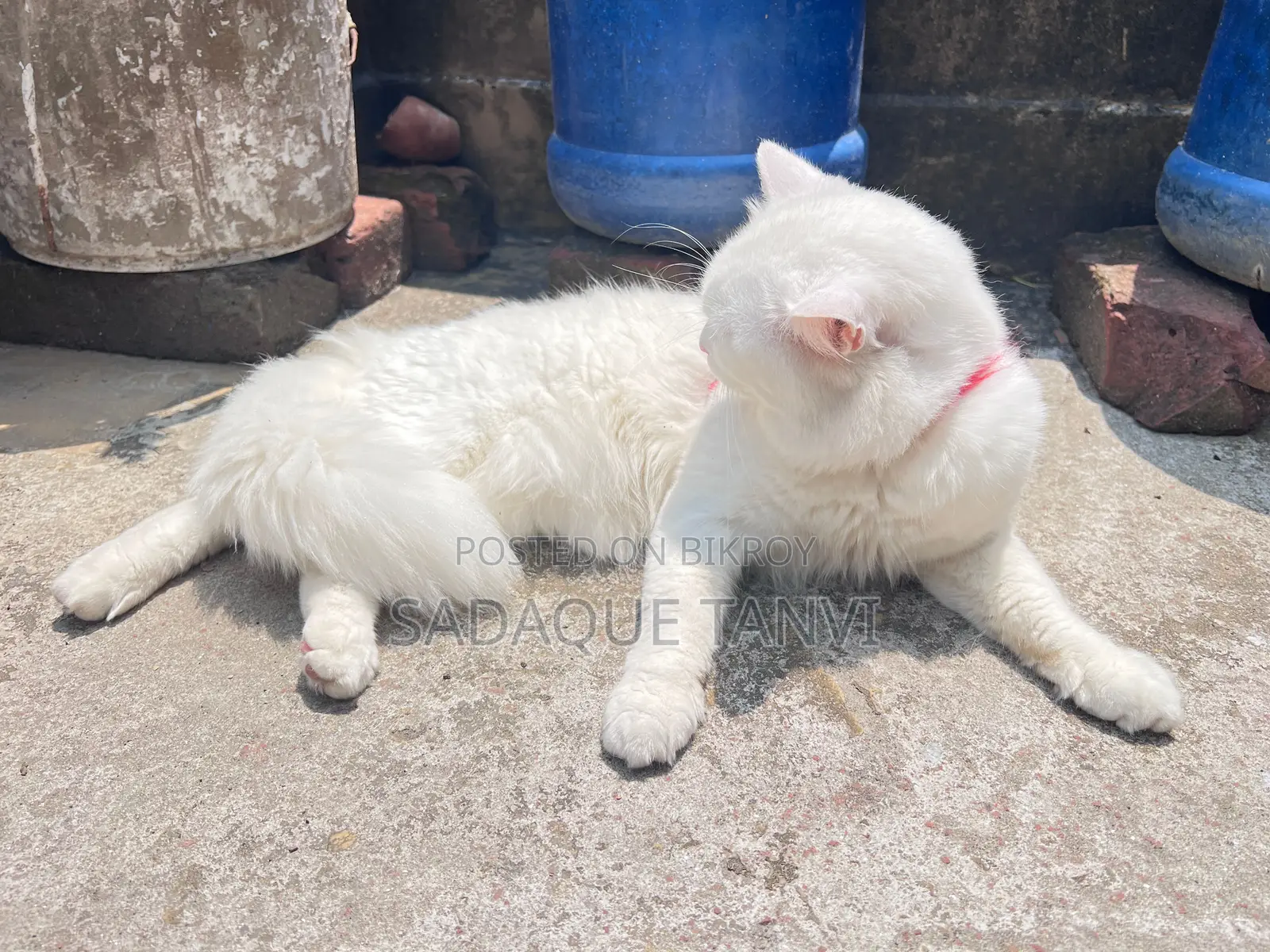 1+ year Male Purebred Persian