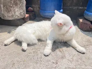 1+ year Male Purebred Persian