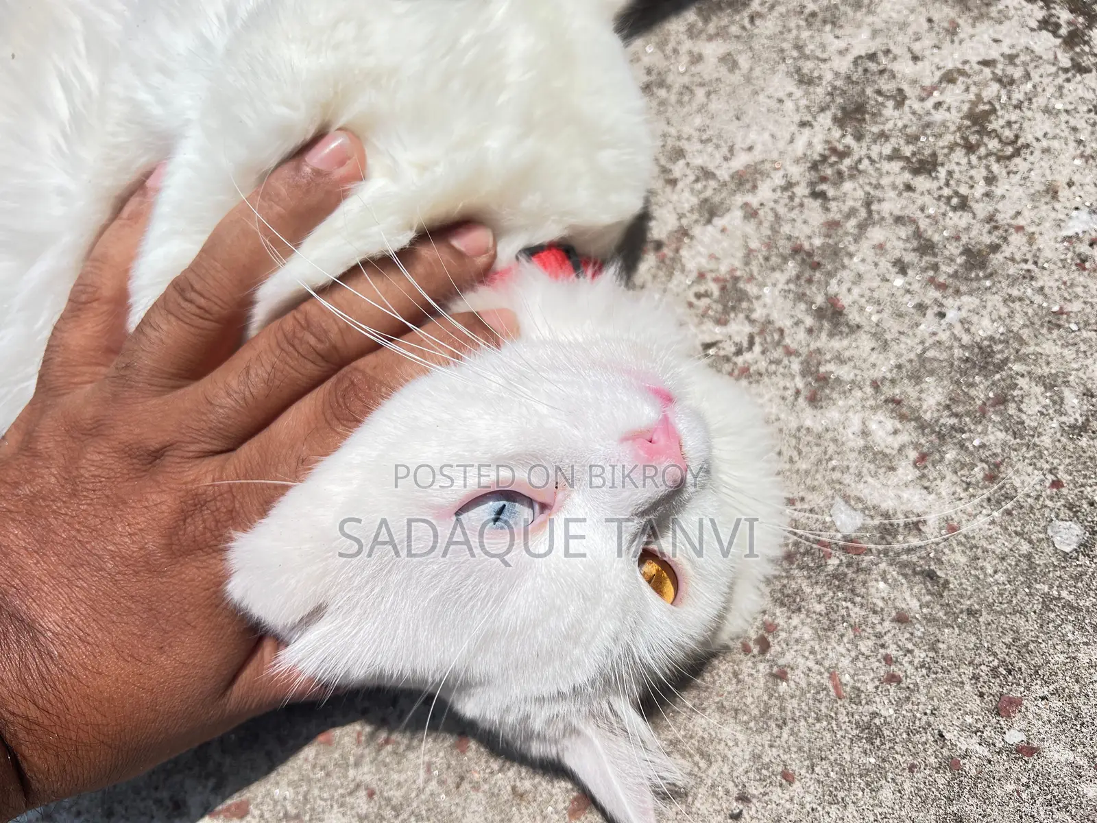 1+ year Male Purebred Persian