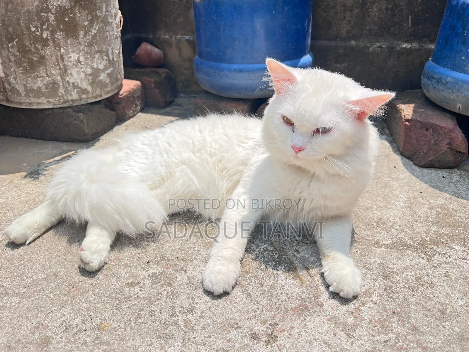 1+ year Male Purebred Persian