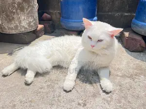 1+ year Male Purebred Persian