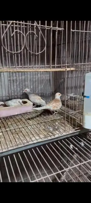 Dove master pair new adult baby