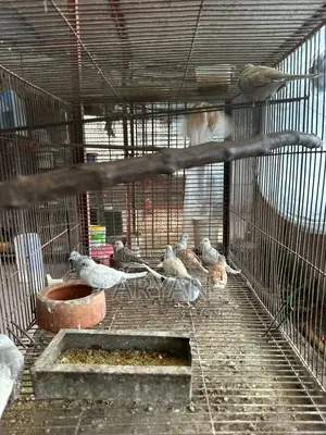 Dove master pair new adult baby