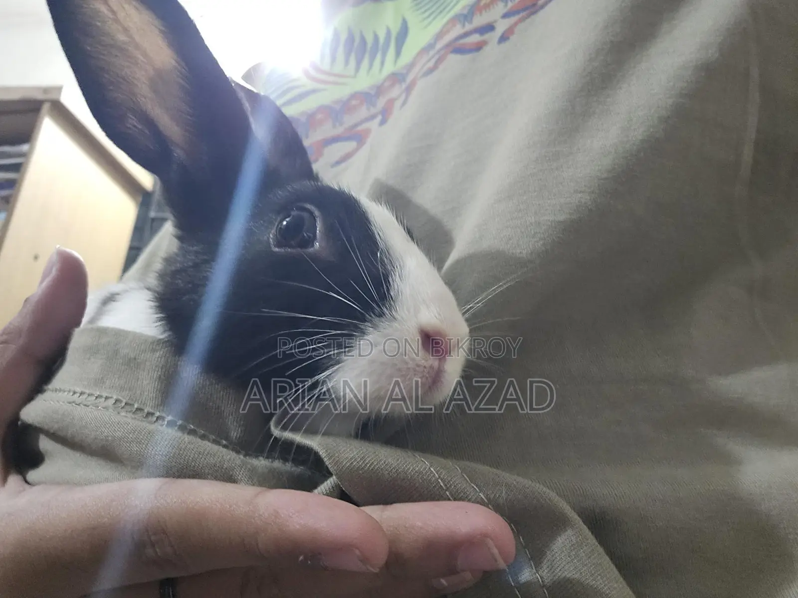 Cute Rabbit, female