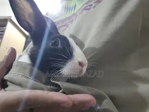 Cute Rabbit, female