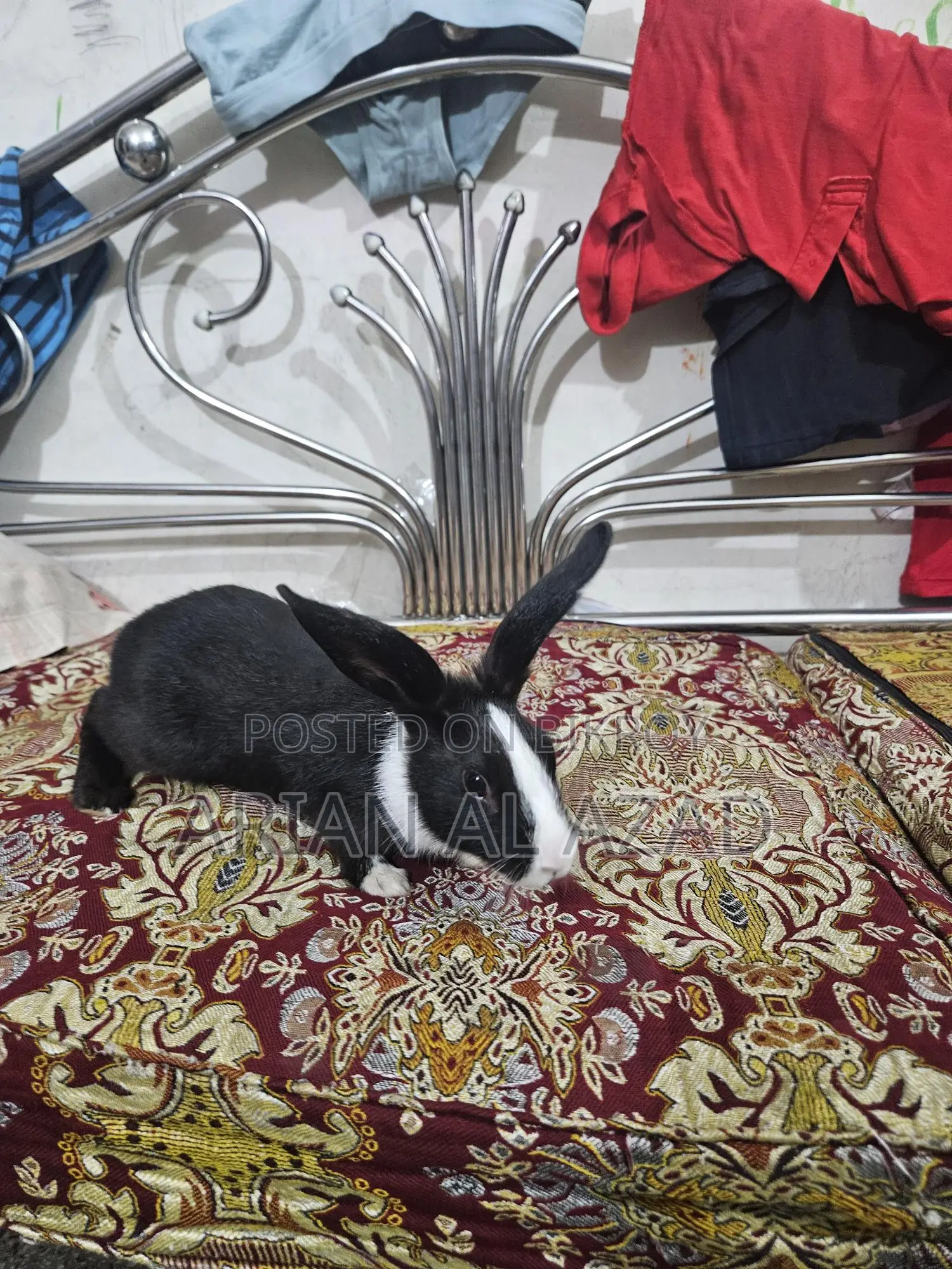 Cute Rabbit, female