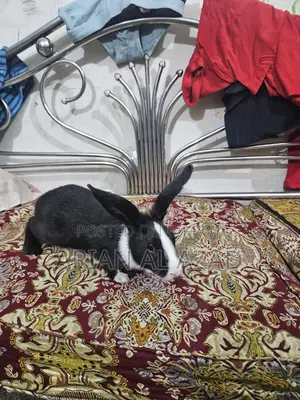Cute Rabbit, female