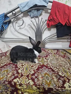Cute Rabbit, female