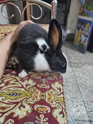 Cute Rabbit, female