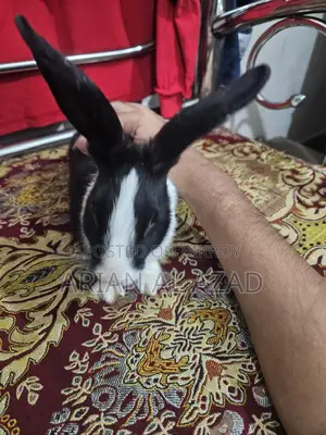 Cute Rabbit, female