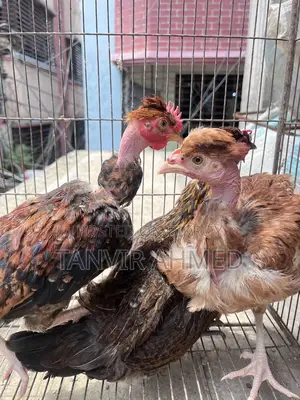 গলাছিলা ঝুটিওয়ালা