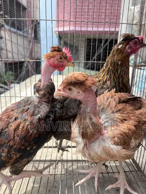 গলাছিলা ঝুটিওয়ালা