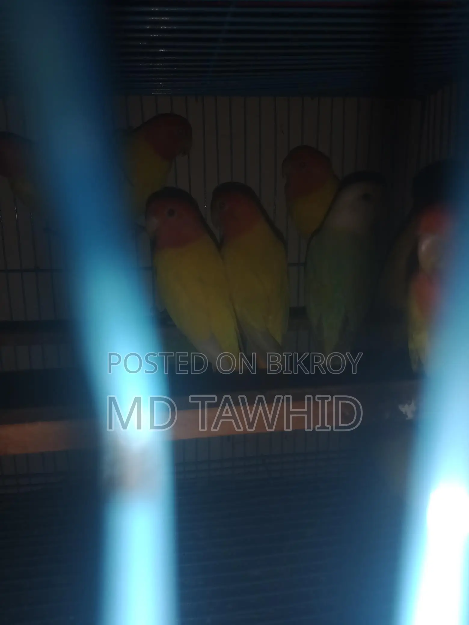 Lutino Opaline Love Birds