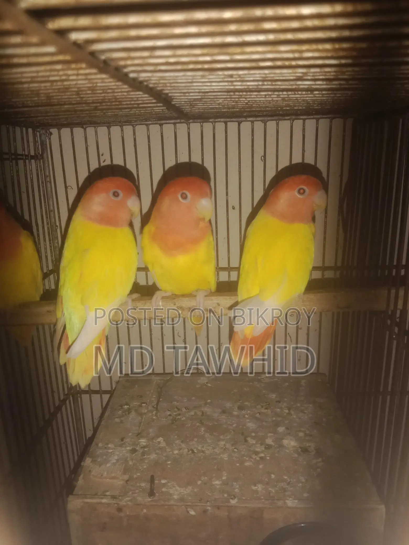 Lutino Opaline Love Birds