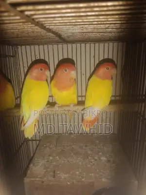 Lutino Opaline Love Birds