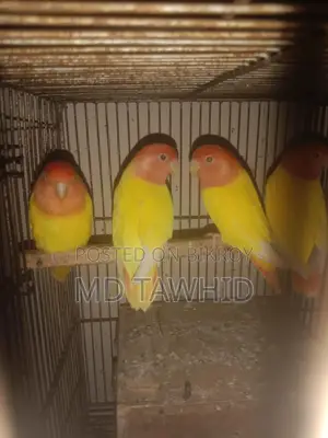 Lutino Opaline Love Birds