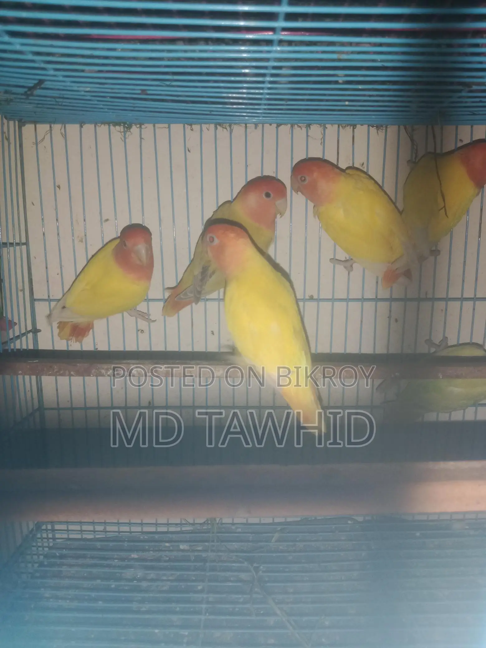 Lutino Opaline Love Birds