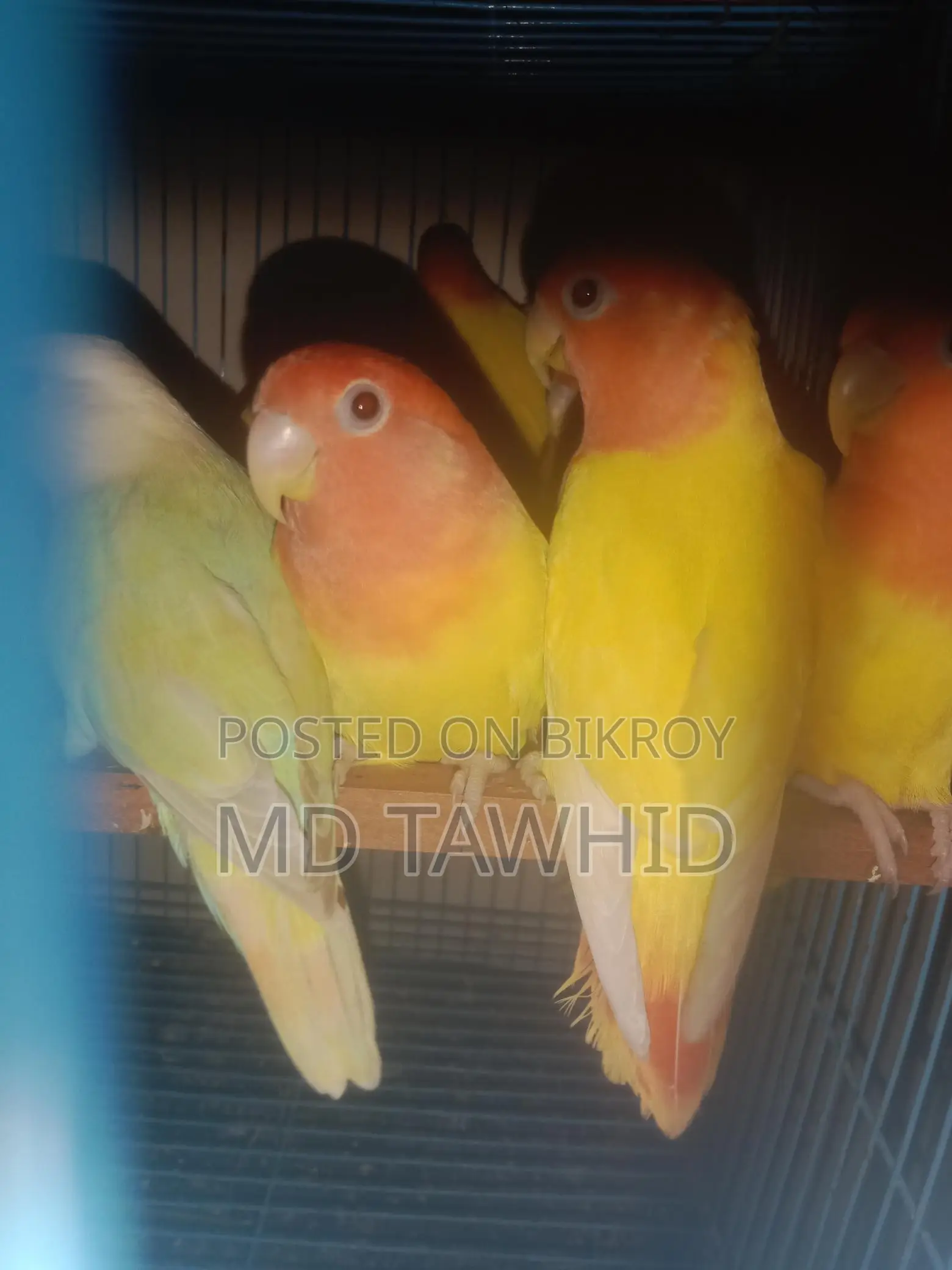 Lutino Opaline Love Birds