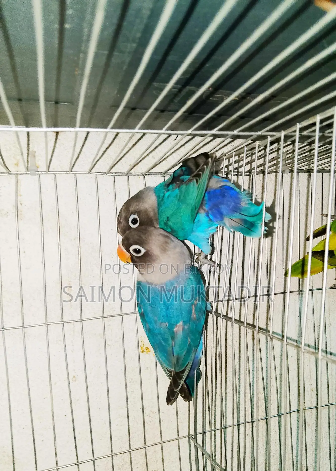 Blue Masked Lovebird