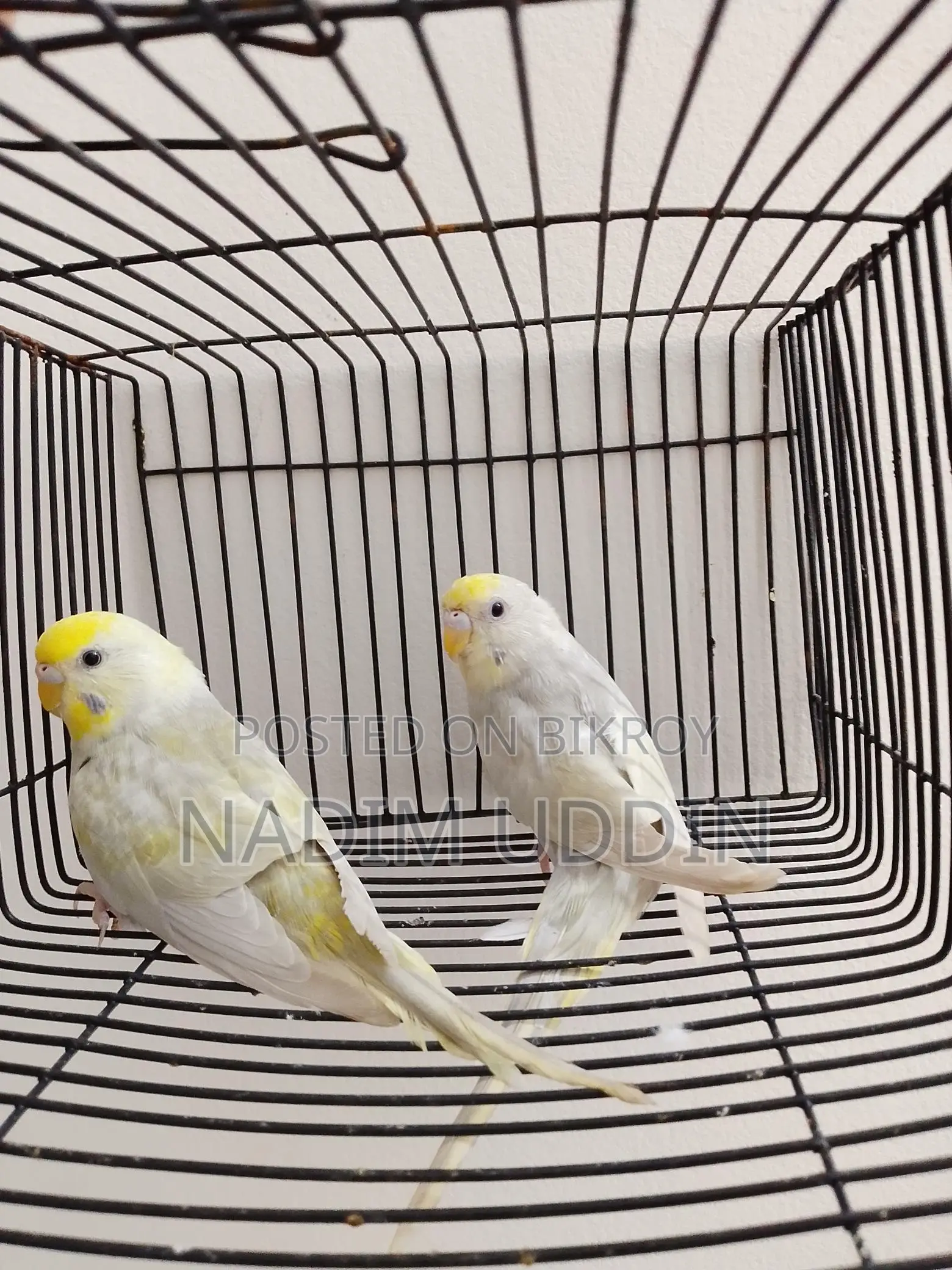 New Adult Female 2 Pcs