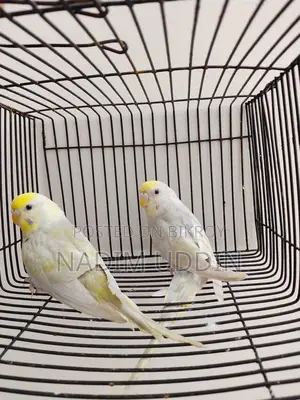 New Adult Female 2 Pcs