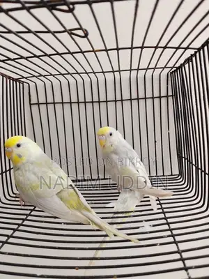 New Adult Female 2 Pcs