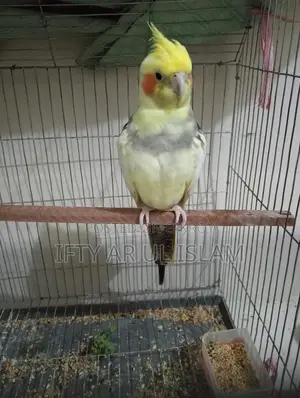 ককাটেল পাখি