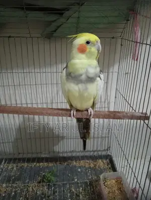 ককাটেল পাখি