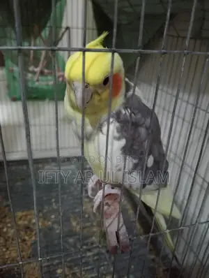 ককাটেল পাখি