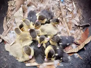 Muscovy Ducklings