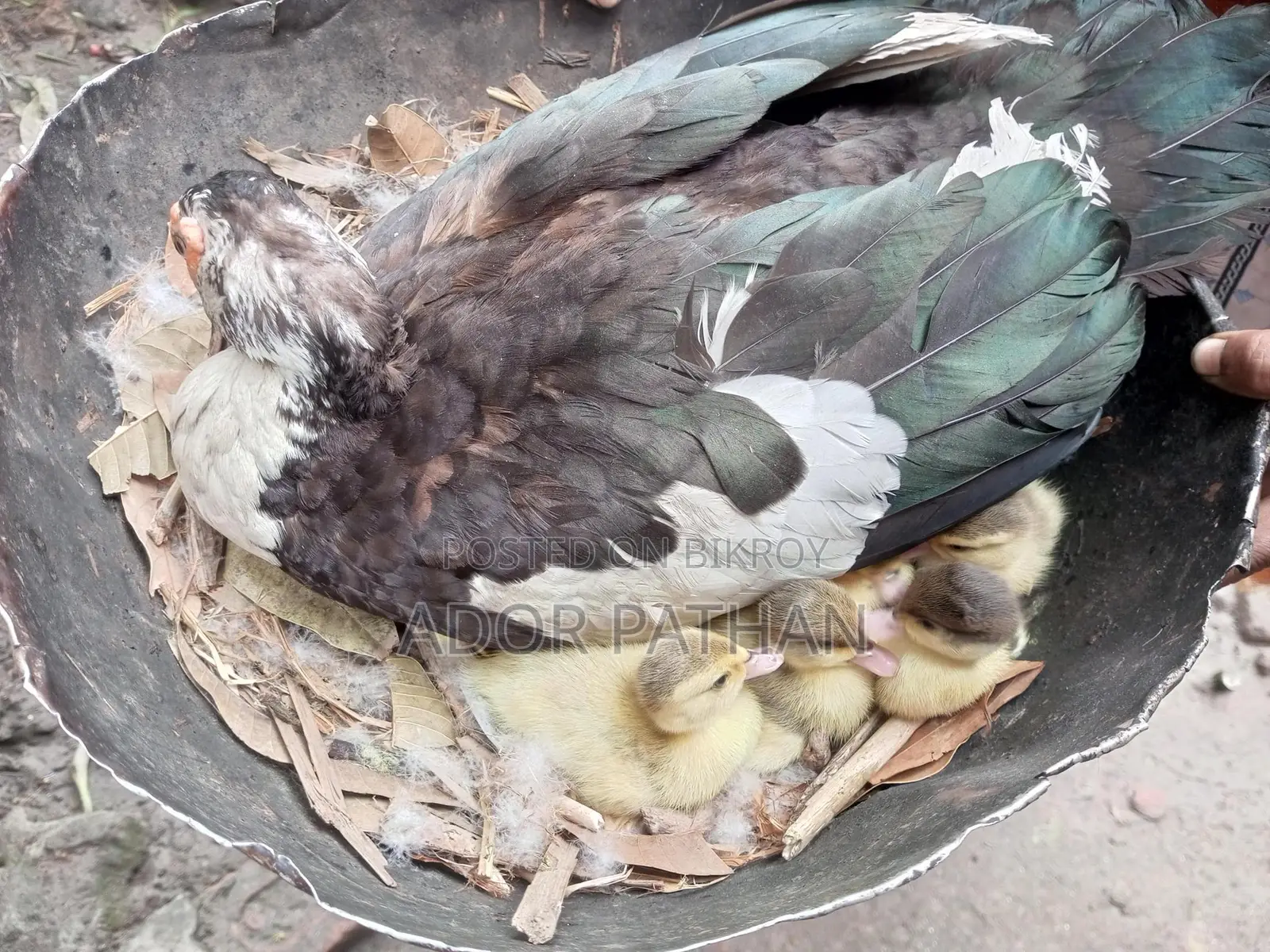 Muscovy Ducklings