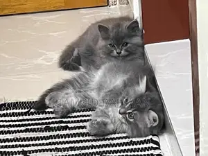 1-3 Months Male Purebred Persian