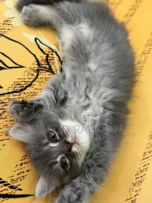 1-3 Months Male Purebred Persian