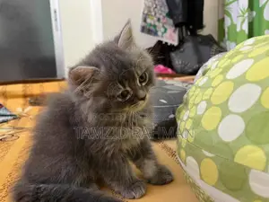 1-3 Months Male Purebred Persian