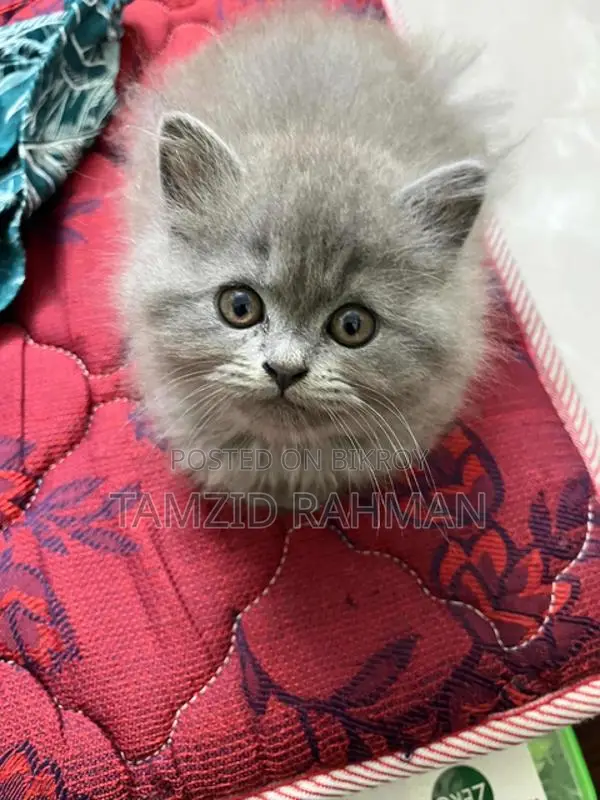1-3 Months Male Purebred Persian