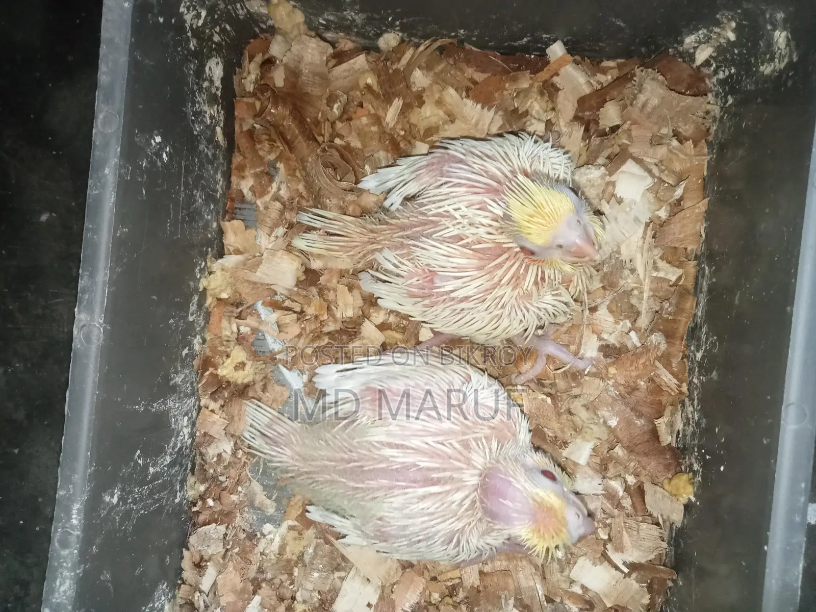 Cockatiel Baby