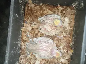 Cockatiel Baby
