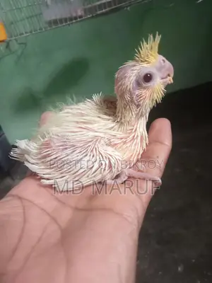 Cockatiel Baby