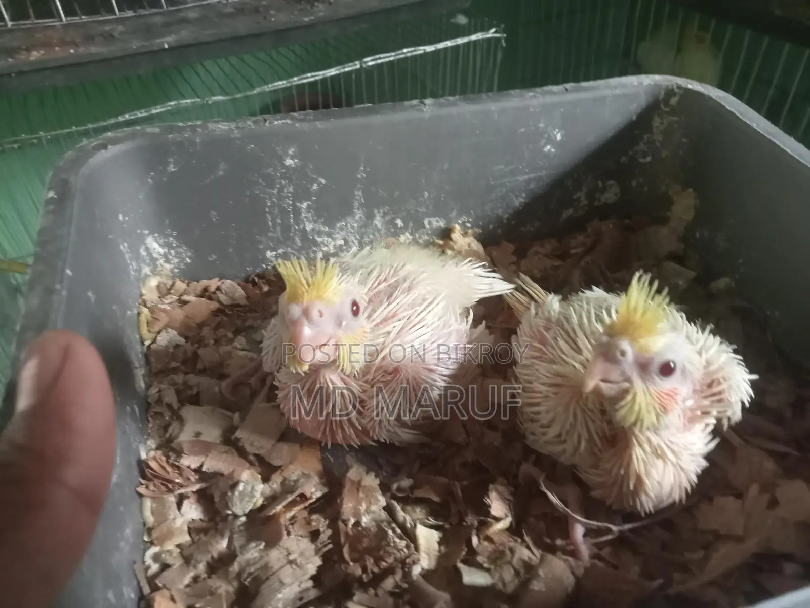 Cockatiel Baby