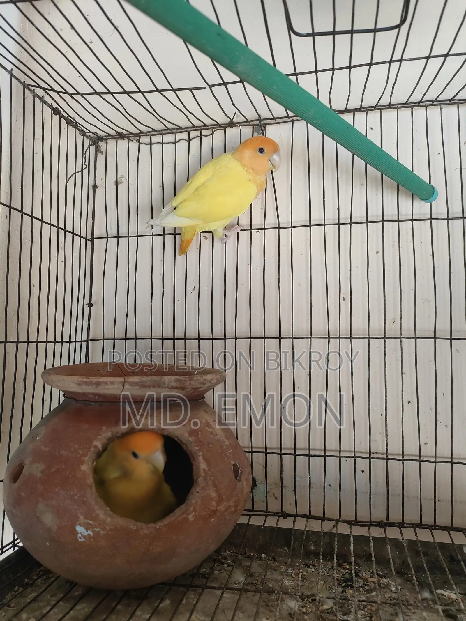 Love Birds for sale